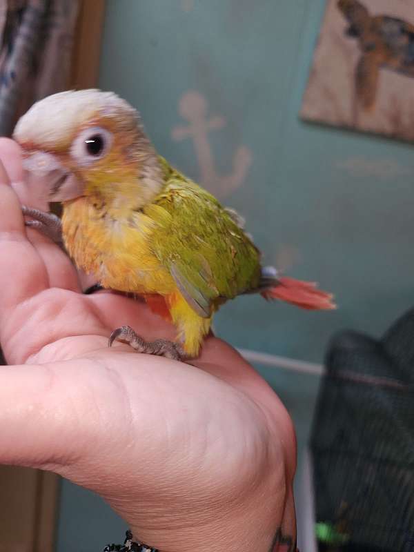 green-cheek-conure-for-sale