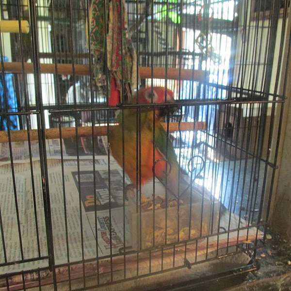 conure-for-sale