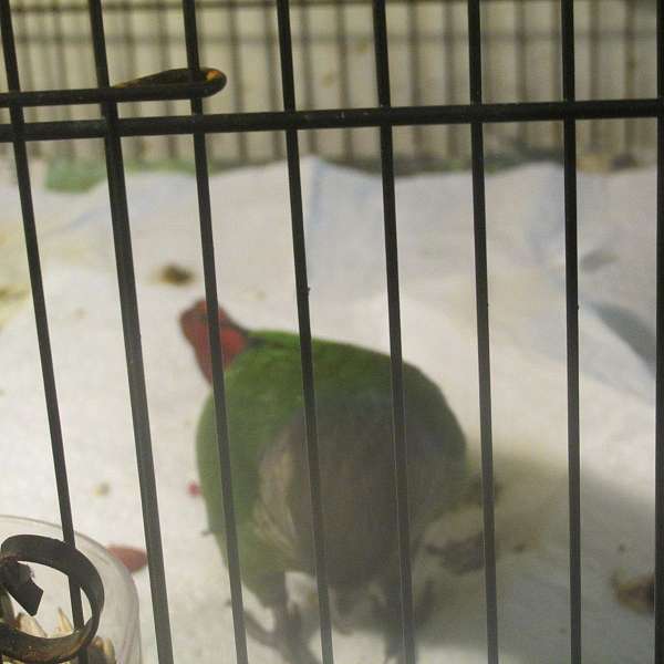 conure-for-sale
