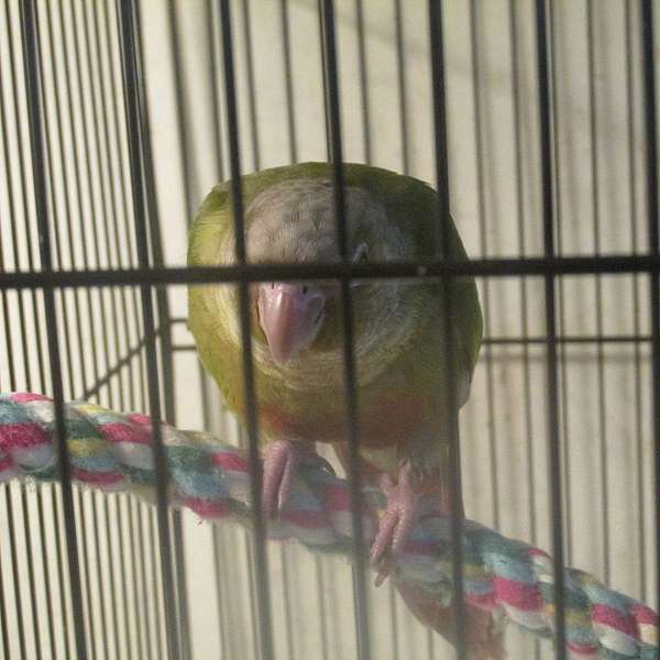 conure-for-sale