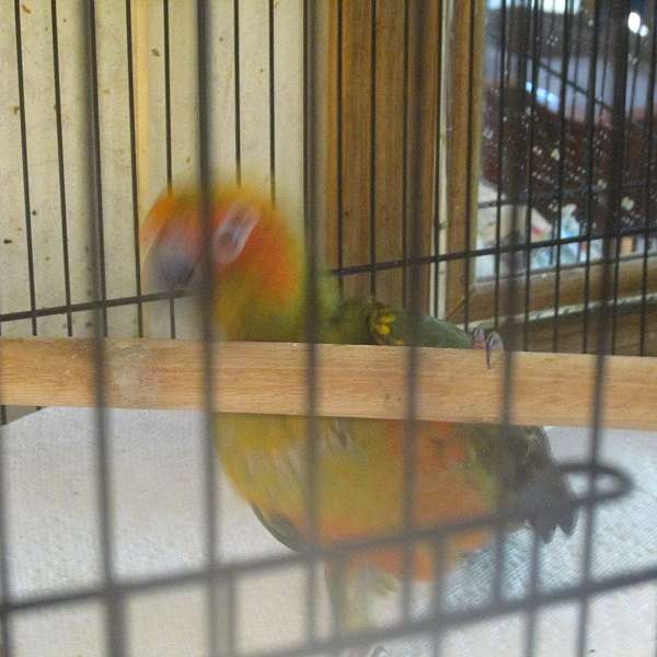 sun-conure-for-sale