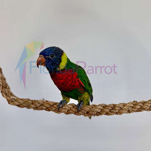 rainbow-lory-for-sale