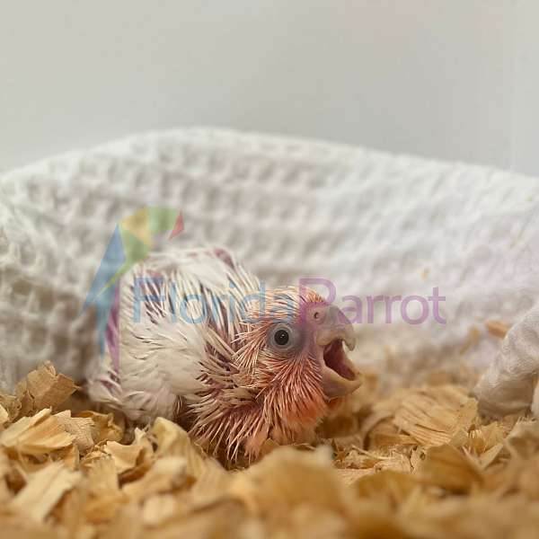 cockatoo-for-sale