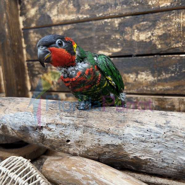 rainbow-lory-for-sale