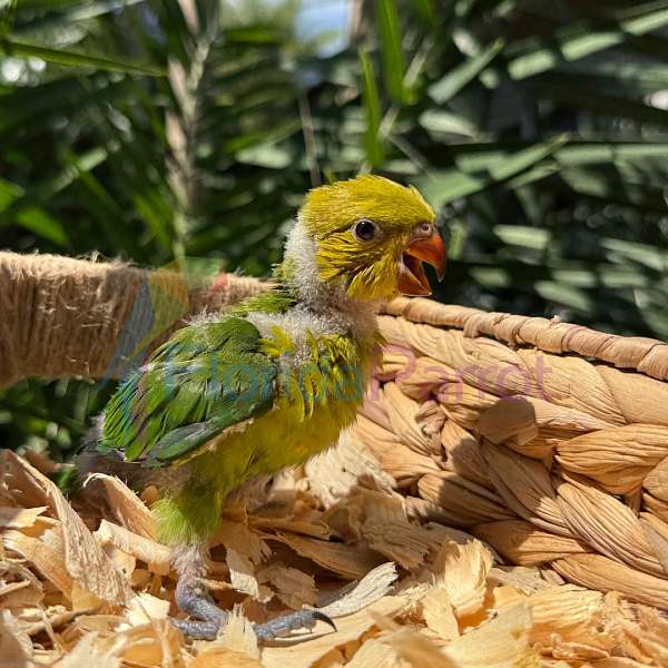 quiet-lory-for-sale