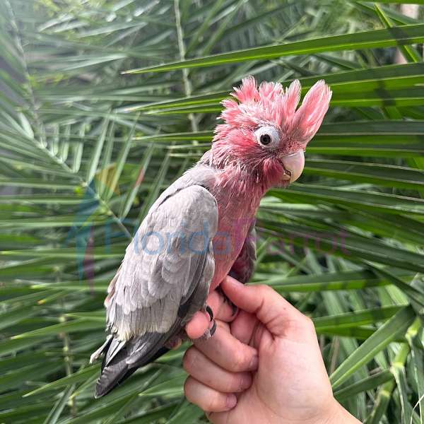 rose-breasted-cockatoo-for-sale