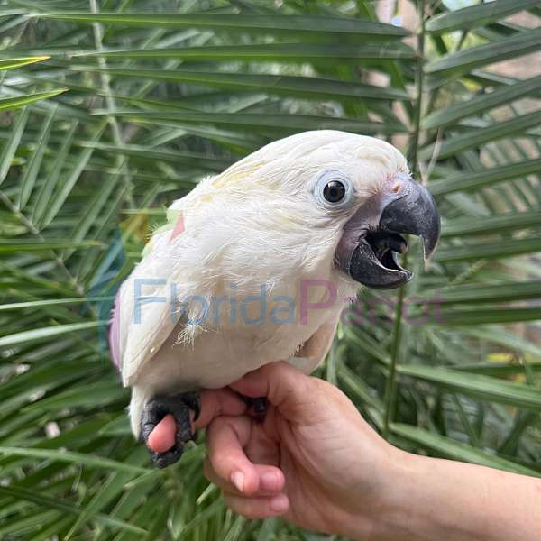 umbrella-cockatoo-for-sale