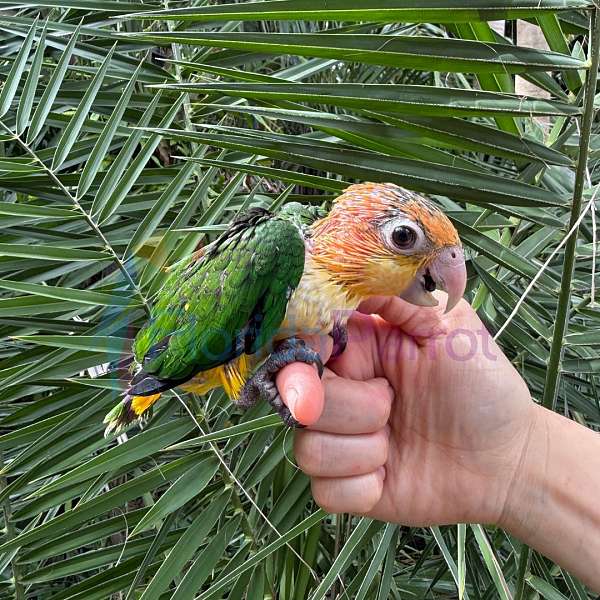 white-bellied-caique-for-sale