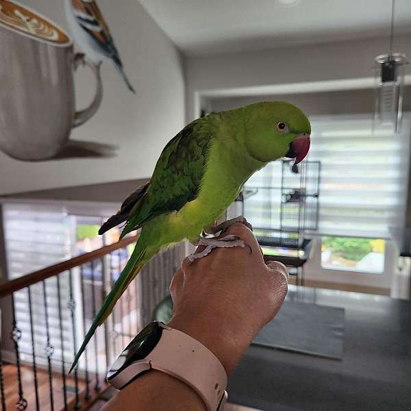 parakeet-for-sale-in-illinois