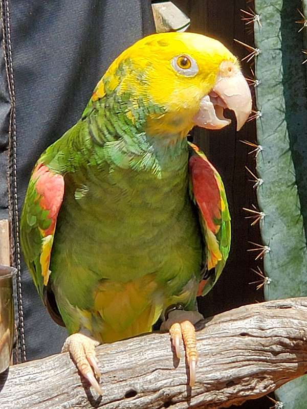 double-yellow-head-amazon-parrot-for-sale-in-connecticut