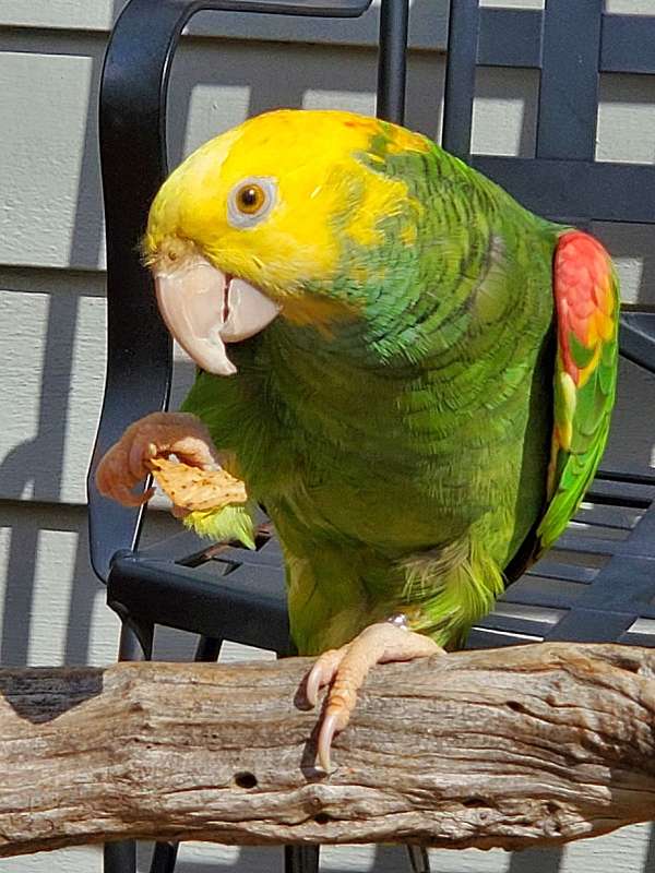 talking-tame-bird-for-sale-in-connecticut