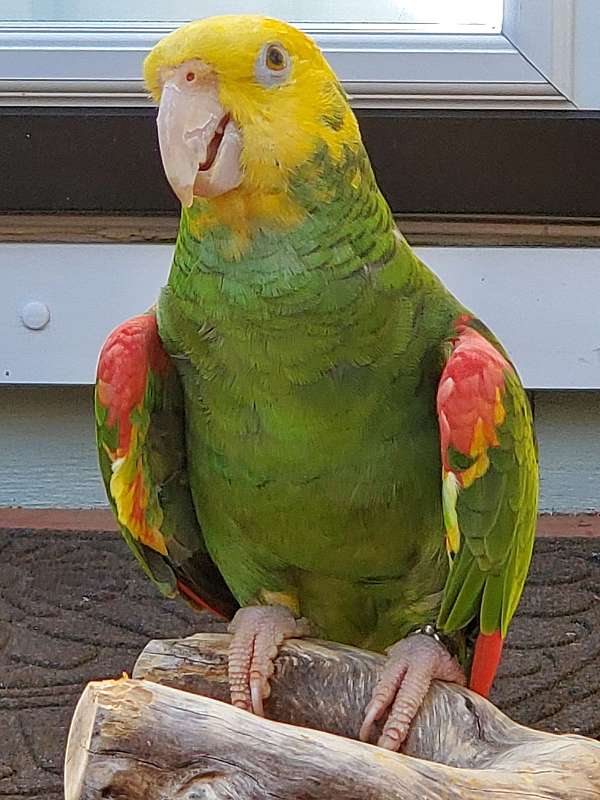 double-yellow-head-amazon-parrot-for-sale