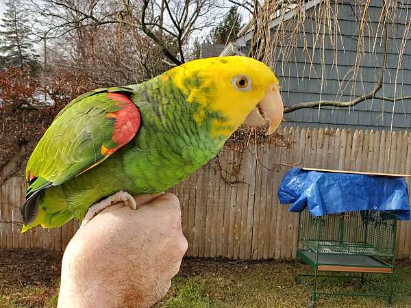 bird-for-sale-in-connecticut