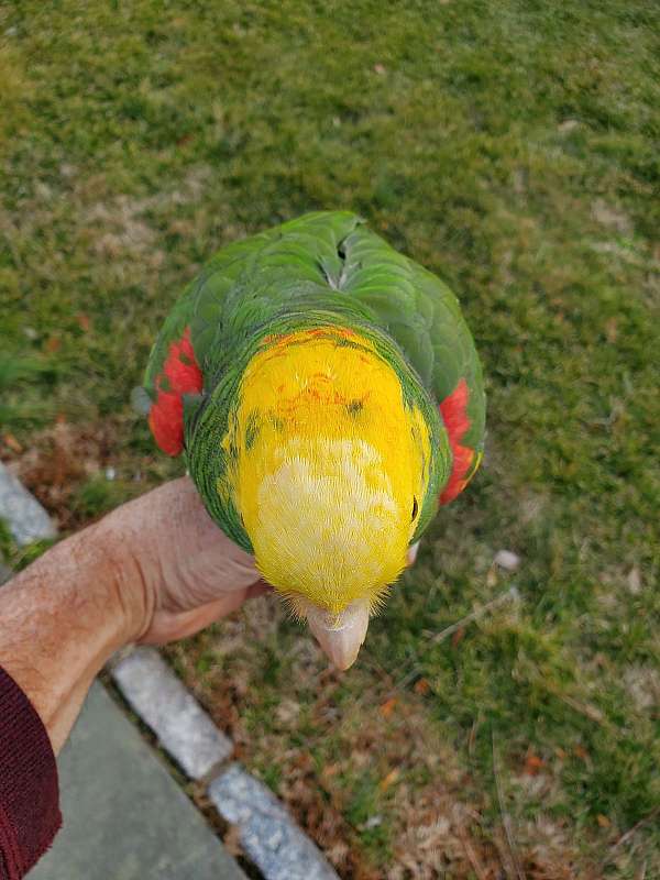 young-bird