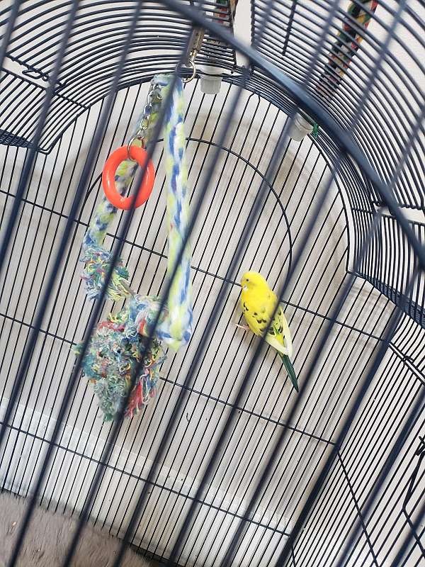 parrot-for-sale-in-haymarket-va