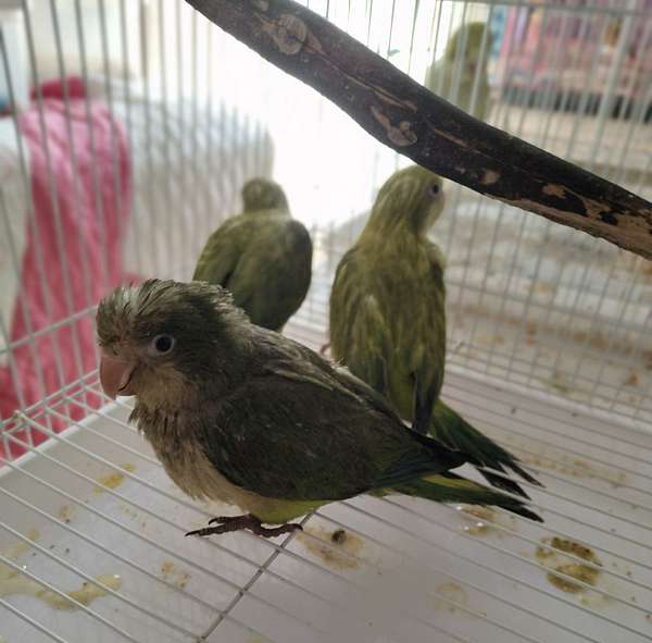 green-opaline-bird-for-sale-in-cleveland-tx