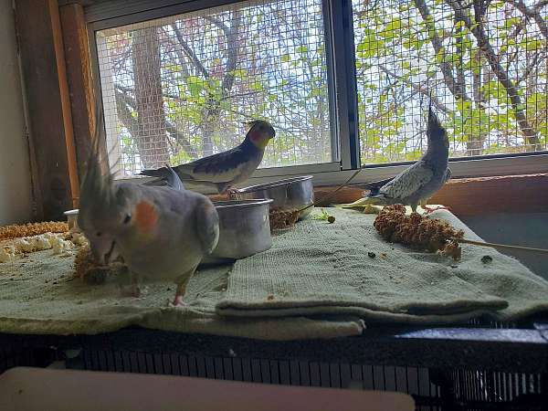 bird-for-sale-in-mountain-grove-mo