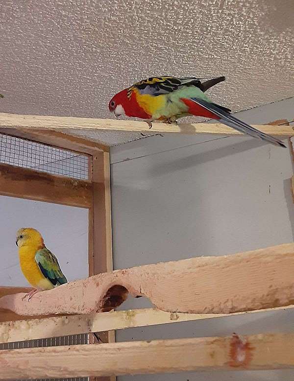 parrot-for-sale-in-mountain-grove-mo