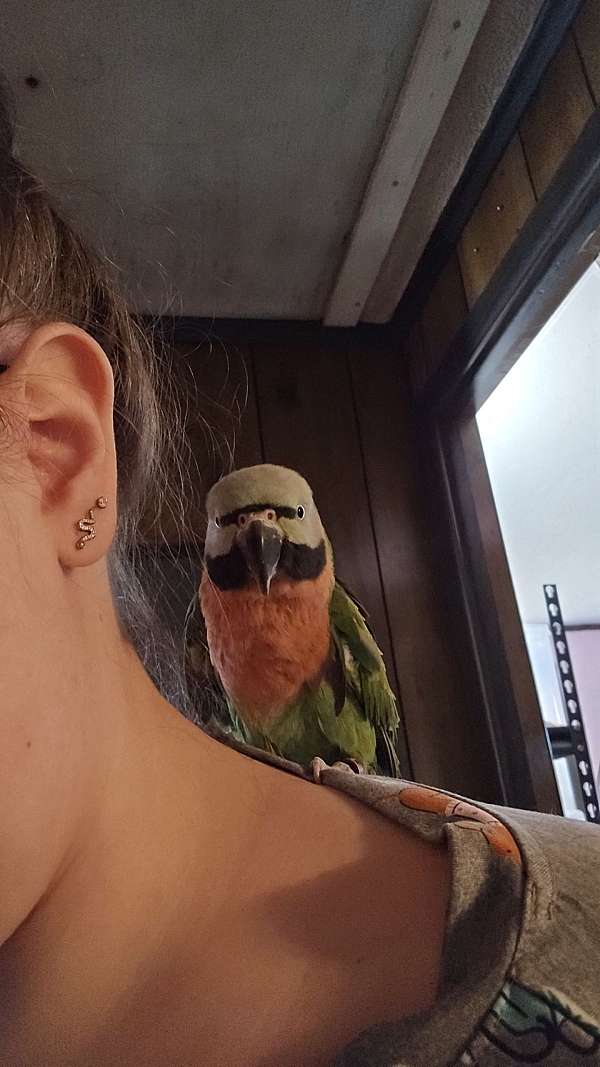 parakeet-for-sale