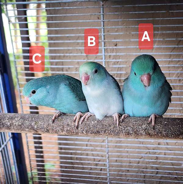 parrotlet-for-sale-in-weston-fl