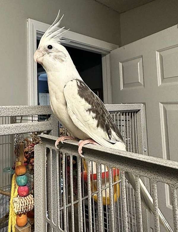 cockatiel-for-sale