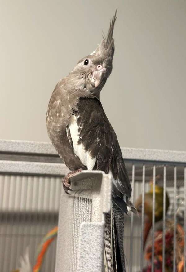 cockatiel-for-sale