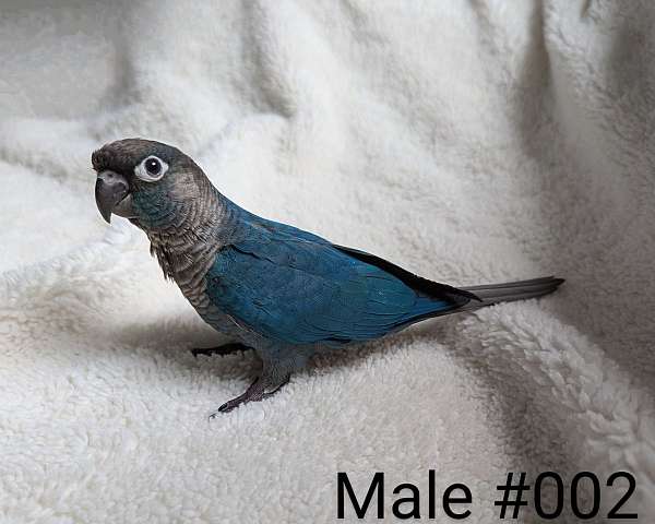 green-cheek-conure-for-sale