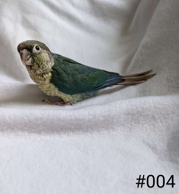 green-cheek-conure-for-sale