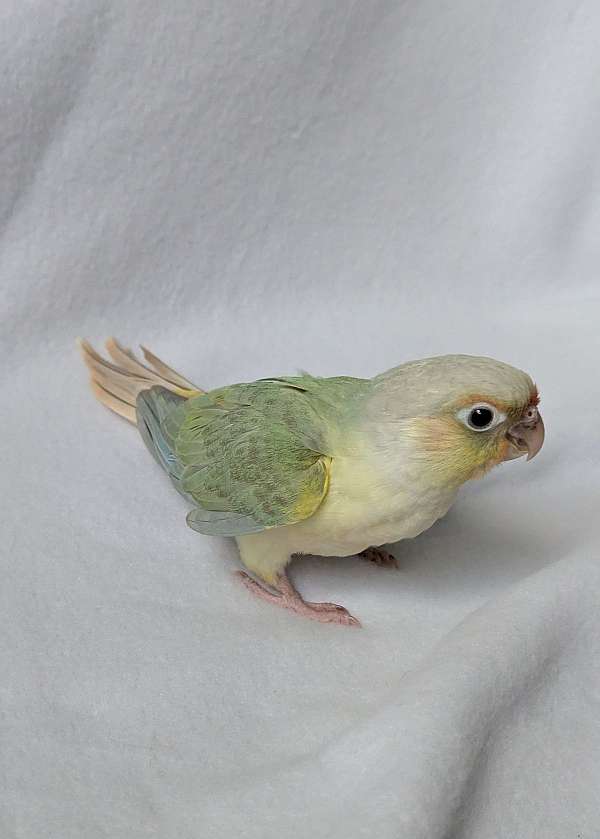 green-cheek-conure-for-sale