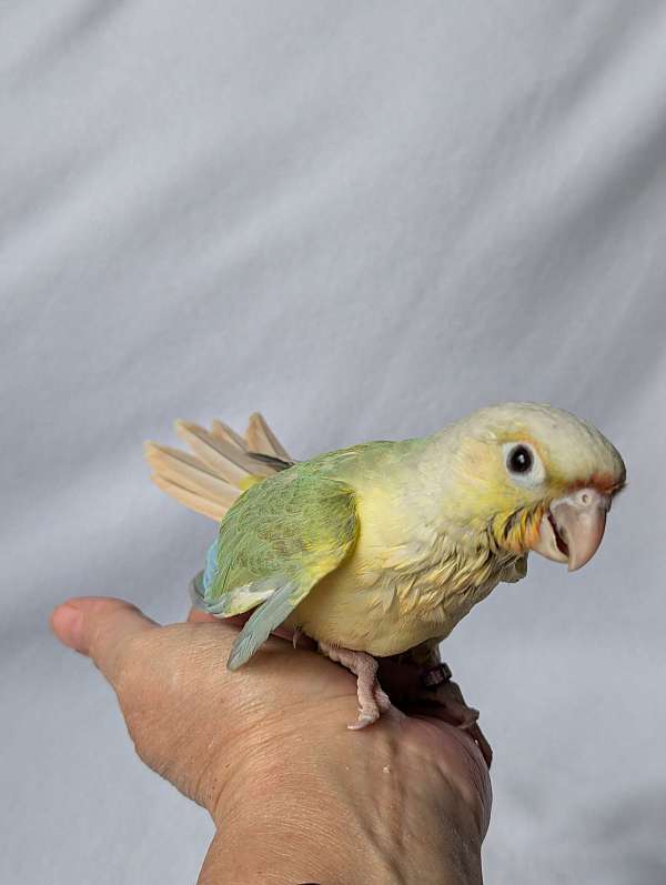 green-cheek-conure-for-sale