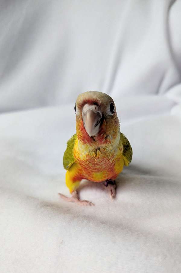 green-cheek-conure-for-sale