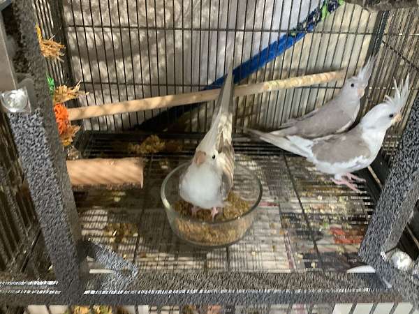cockatiel-for-sale-in-washington-pa