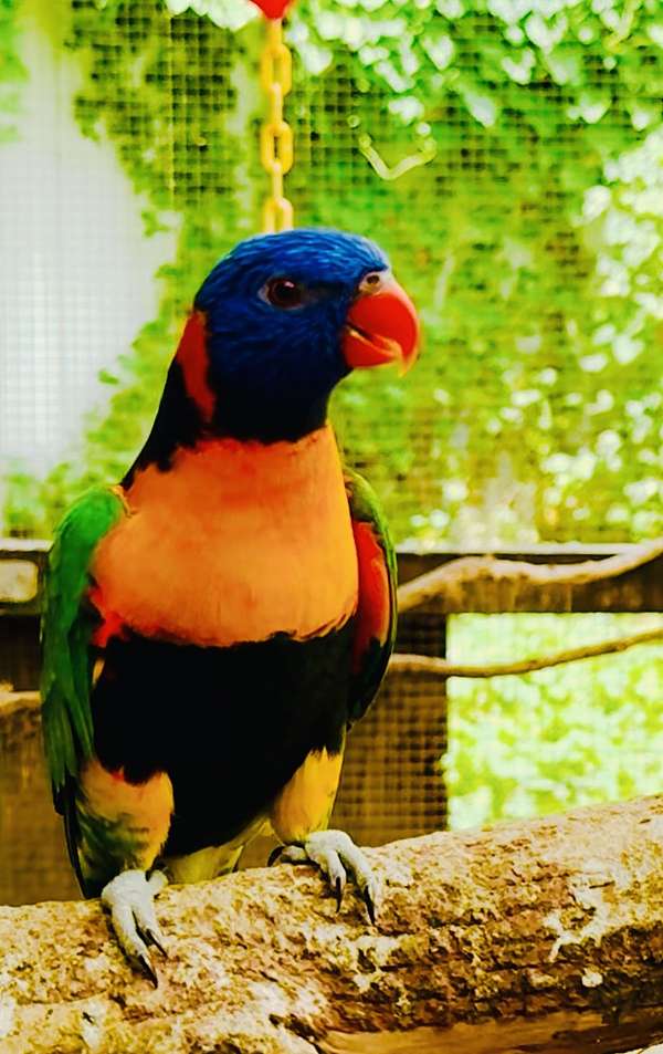 lory-for-sale