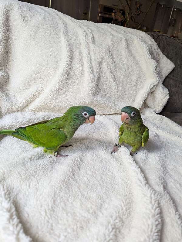 blue-green-conure-blue-crown-conure-for-sale