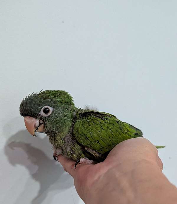 blue-crown-conure-for-sale