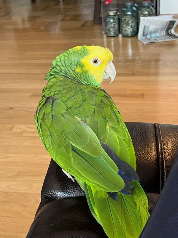 amazon-parrot-for-sale-in-caledonia-wi