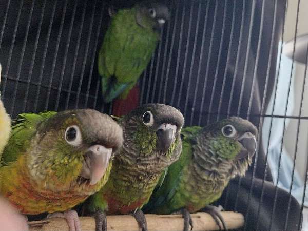 green-cheek-conure-for-sale-in-shepherdsville-ky