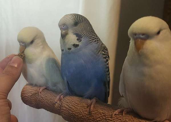 blue-grey-pet-tame-bird-for-sale