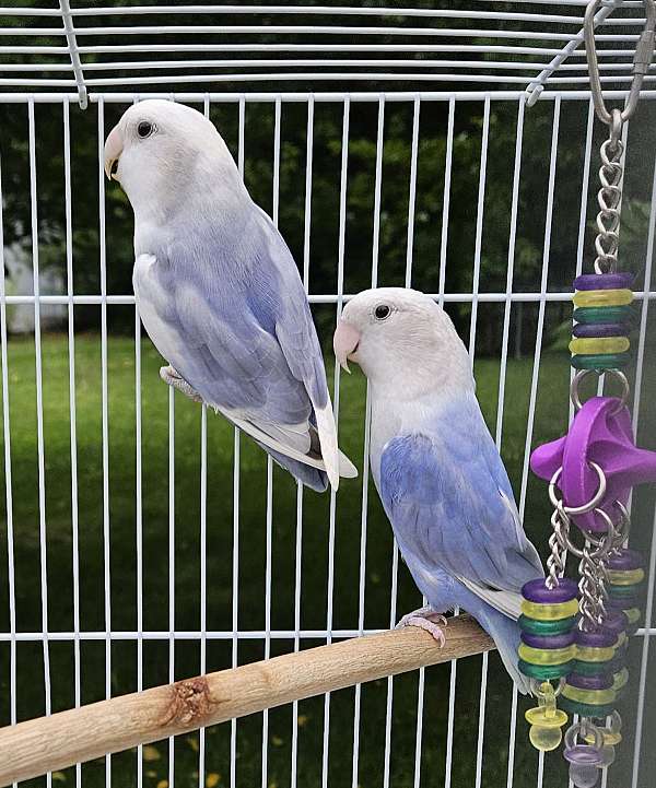 lovebird-for-sale-in-lancaster-oh
