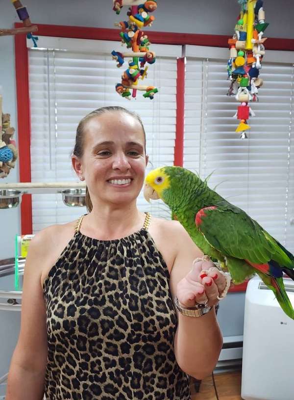 amazon-parrot-for-sale