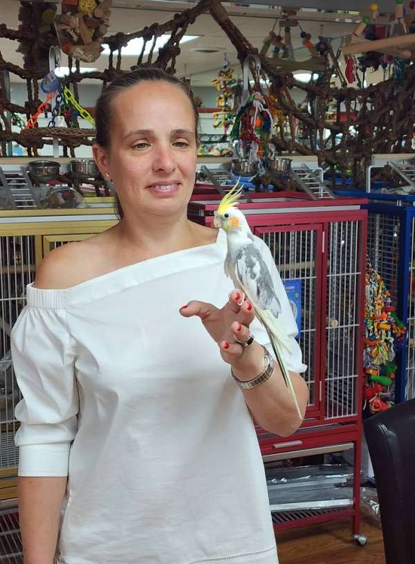 cockatiel-for-sale
