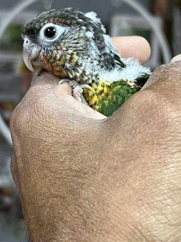 green-cheek-conure-for-sale