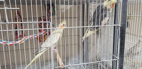 cockatiel-for-sale-in-coal-township-pa