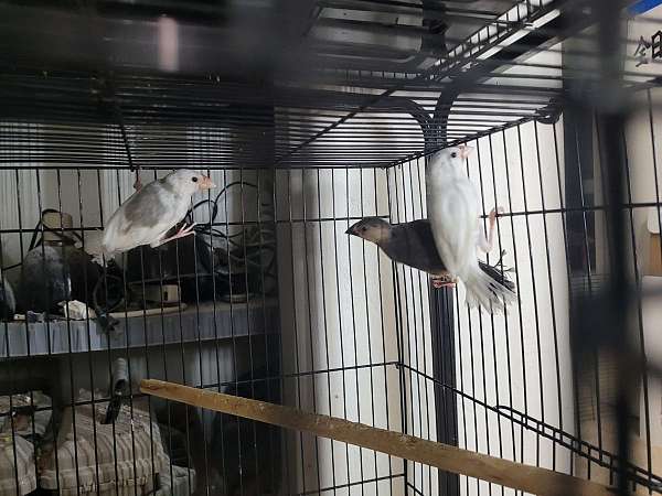 Java finch
