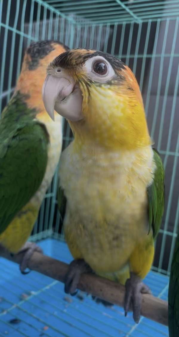 caique-for-sale-in-bakersfield-ca