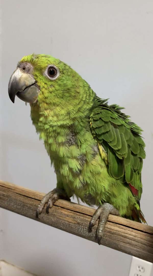 amazon-parrot-for-sale