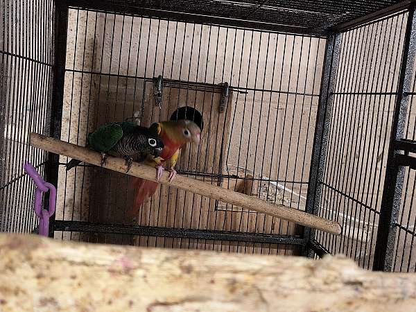 conure-for-sale