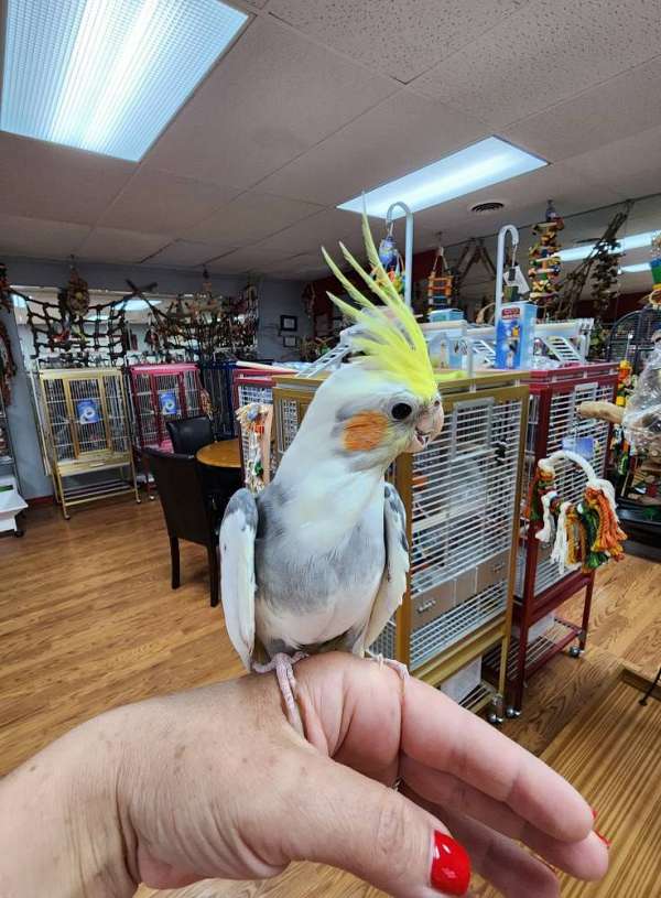 cockatiel-for-sale