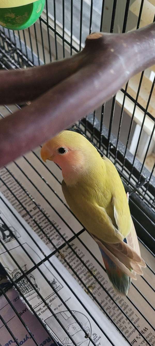 lovebird-for-sale