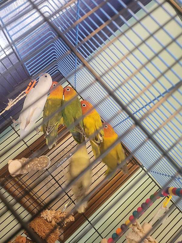 lovebird-for-sale